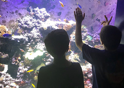 campers commune with the fish at Audubon Aquarium